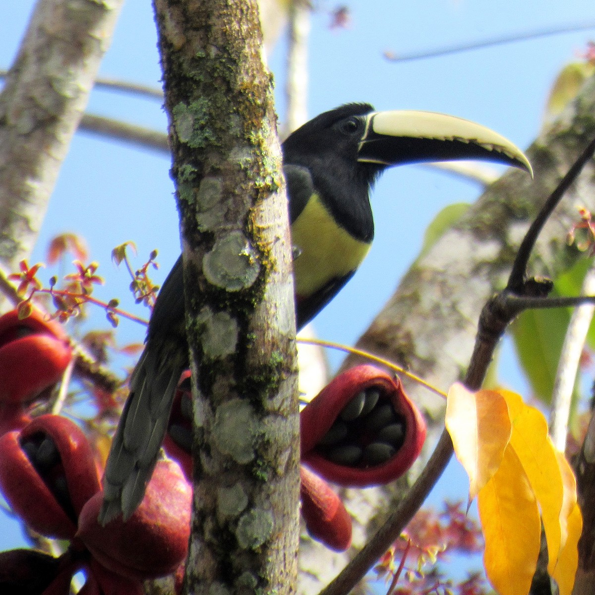 Black-necked Aracari - ML640874518