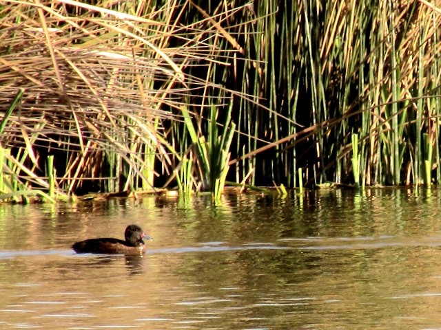 Black-headed Duck - ML640874551
