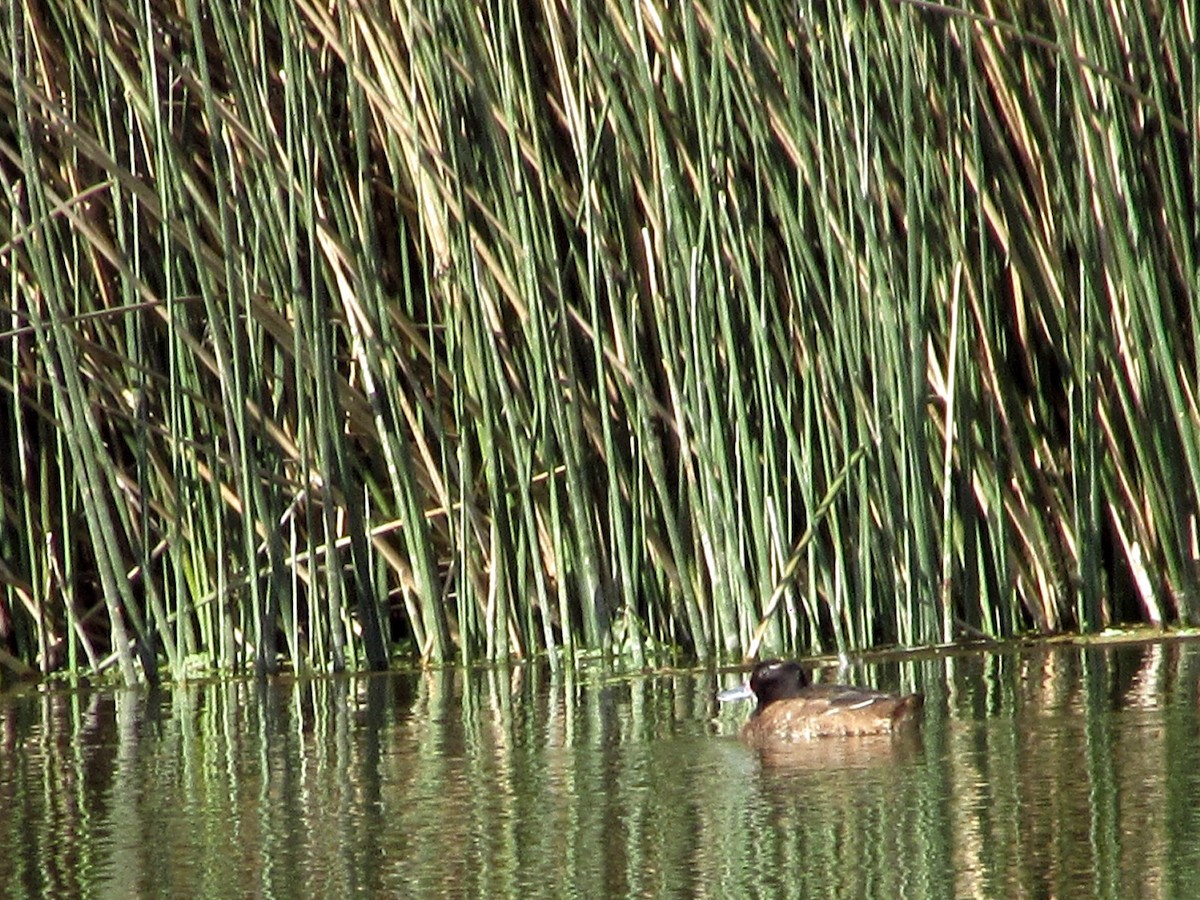 Black-headed Duck - ML640874552