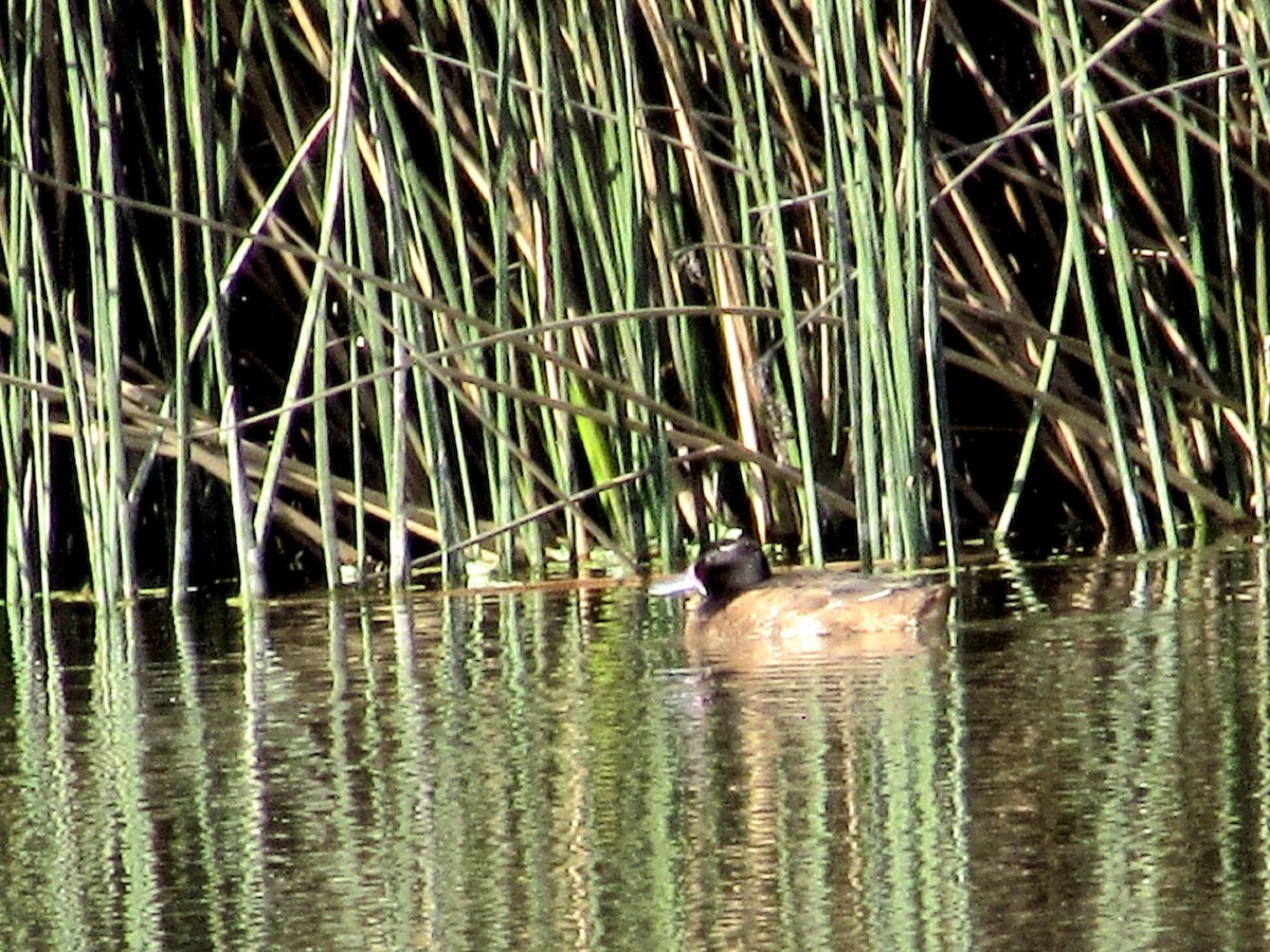 Black-headed Duck - ML640874553