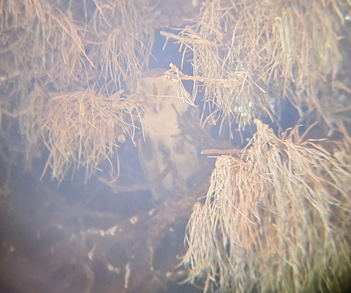 American Barn Owl - ML640874584