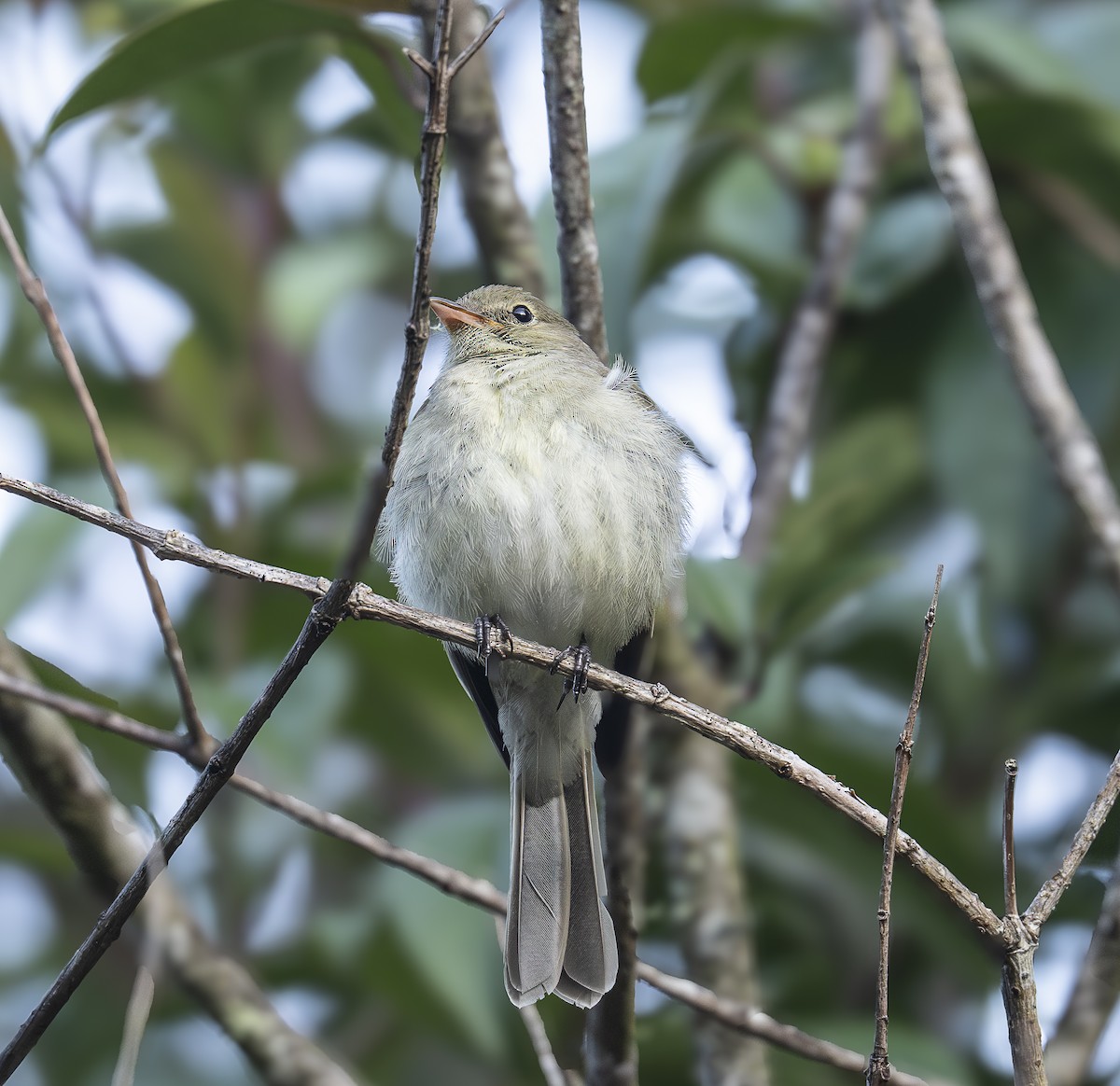 Mountain Elaenia - ML640874602