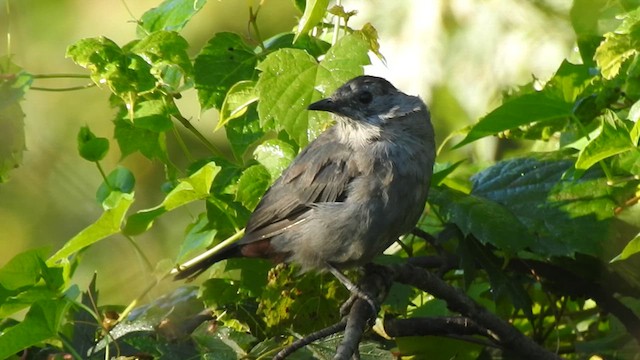 kattespottefugl - ML640874650