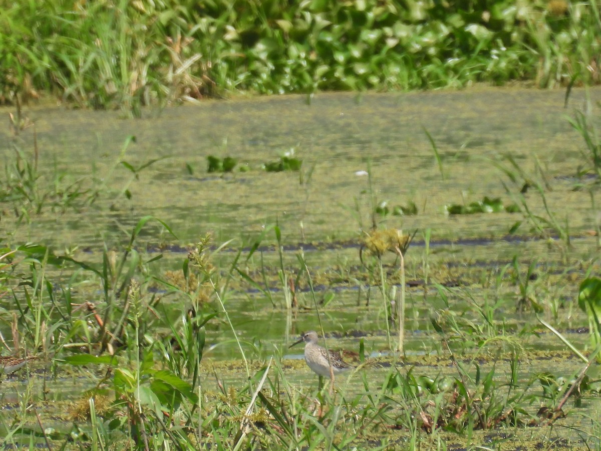 Stilt Sandpiper - ML640874653