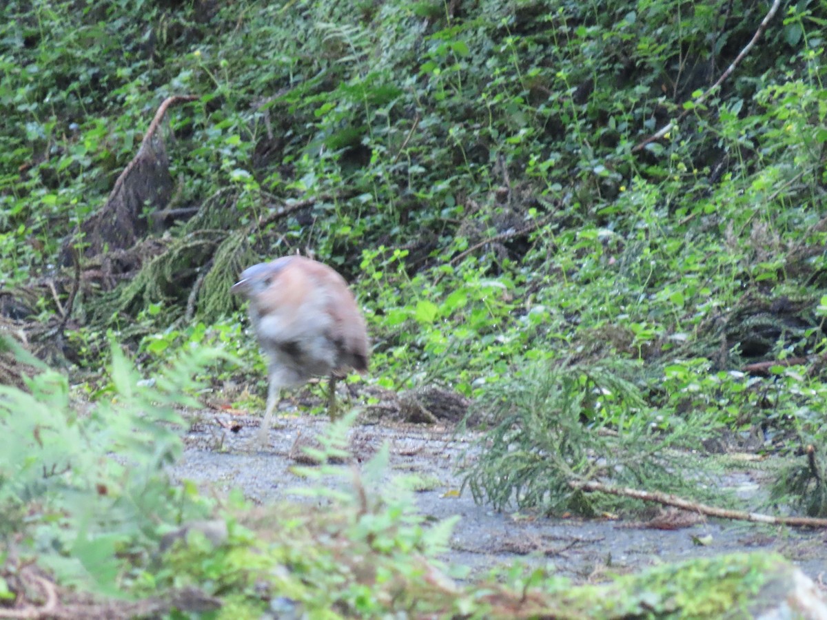 Malayan Night Heron - ML640874654