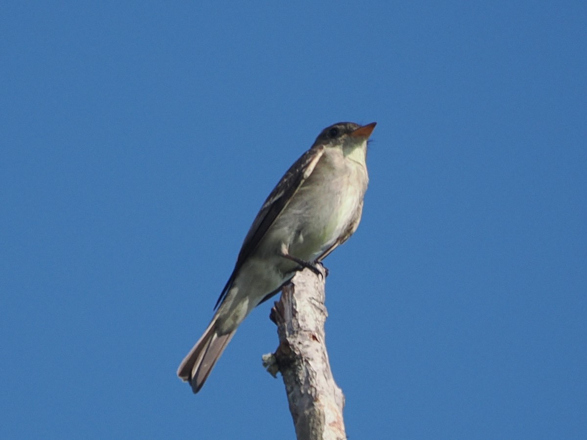 Eastern Wood-Pewee - ML640874689