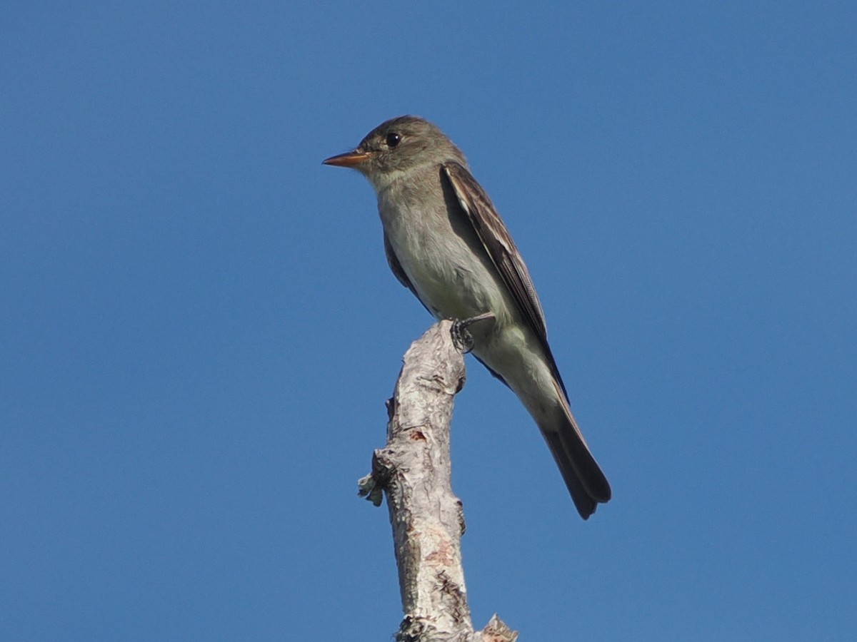 Eastern Wood-Pewee - ML640874690