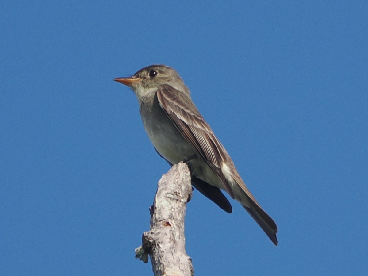 Eastern Wood-Pewee - ML640874691