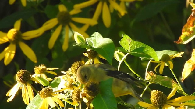 American Goldfinch - ML640874701