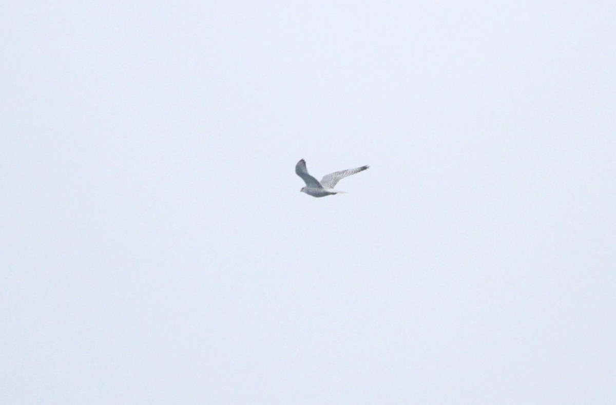 Gerfalke - ML640874755