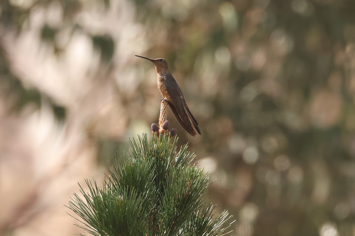 Giant Hummingbird - ML640874760