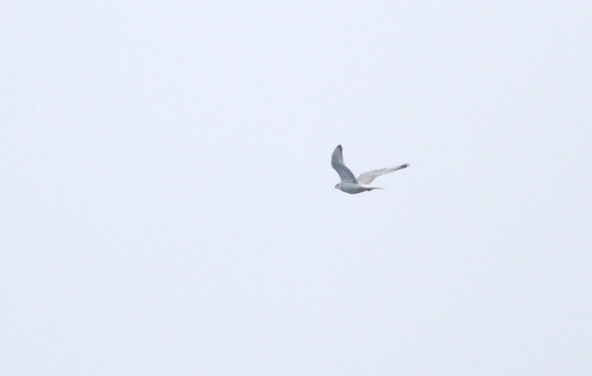 Gerfalke - ML640874763