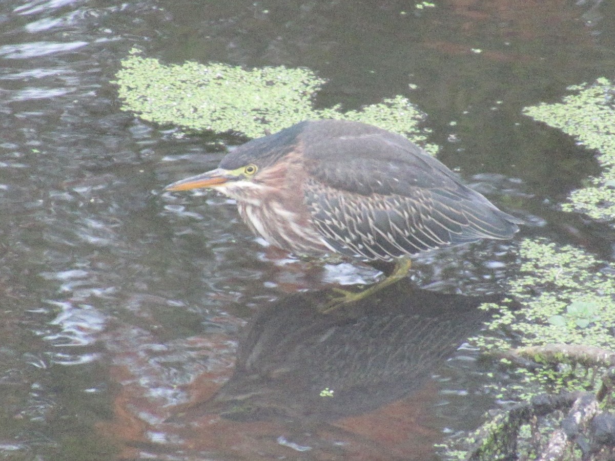 Green Heron - ML640874775