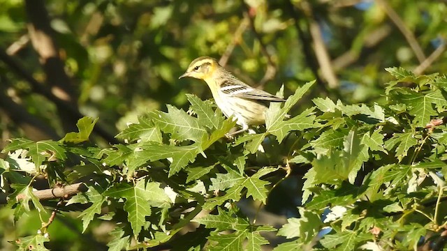 Blackburnian Warbler - ML640874796