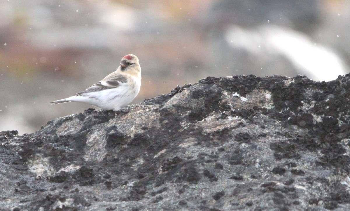 Redpoll (hornemanni) - ML640874800