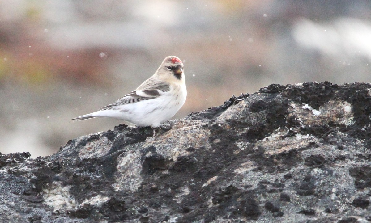 Redpoll (hornemanni) - ML640874809