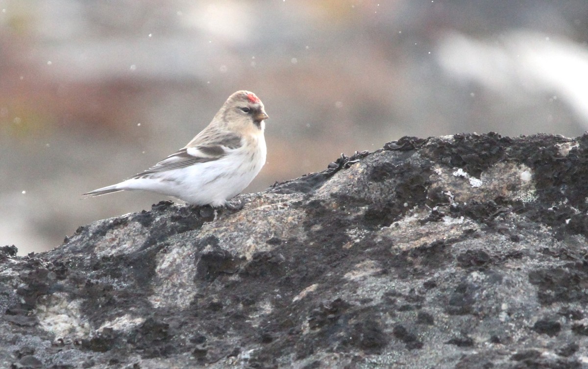 Redpoll (hornemanni) - ML640874816