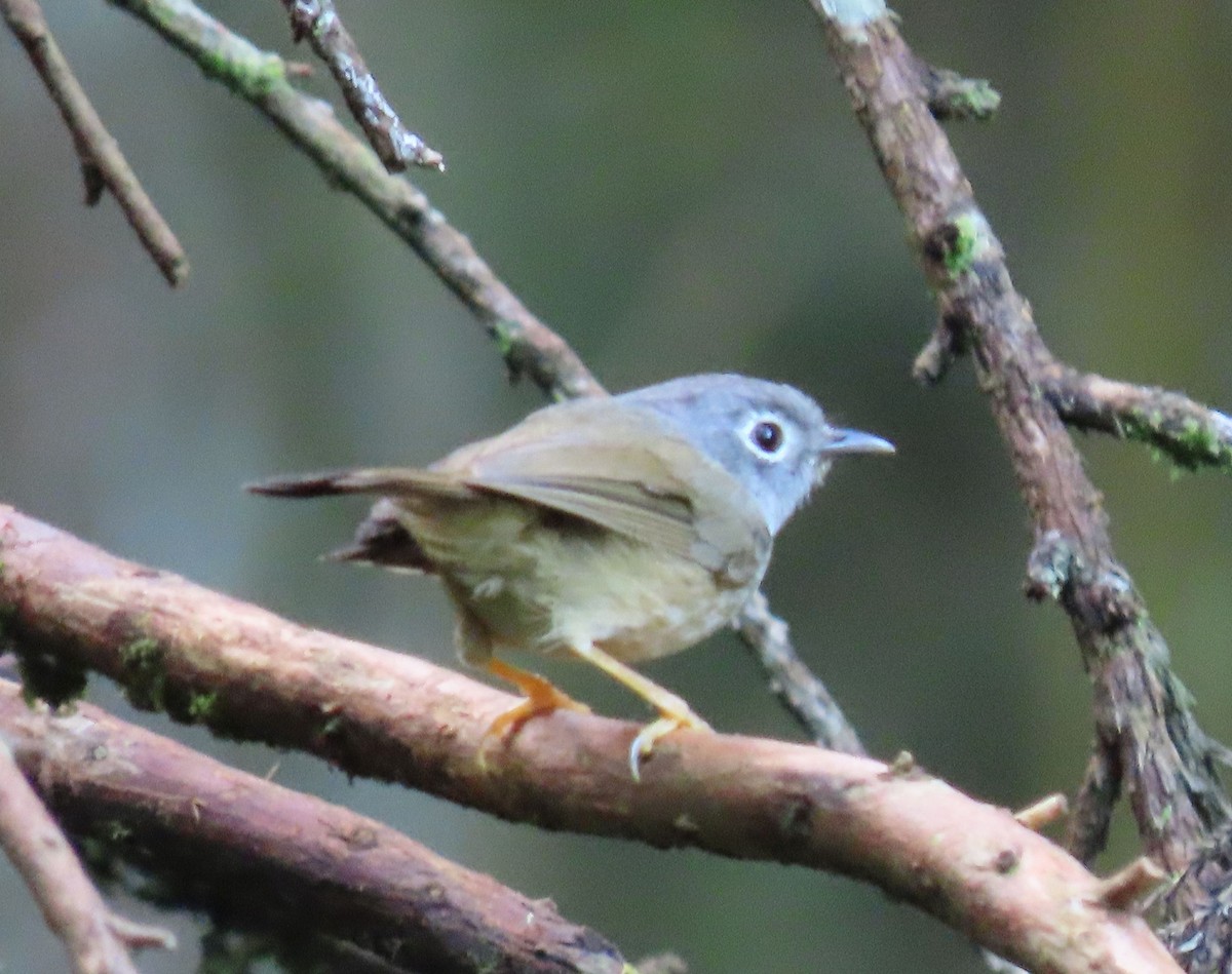 gråhodefulvetta - ML640874818
