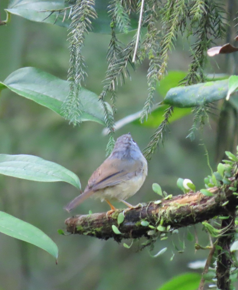 gråhodefulvetta - ML640874819