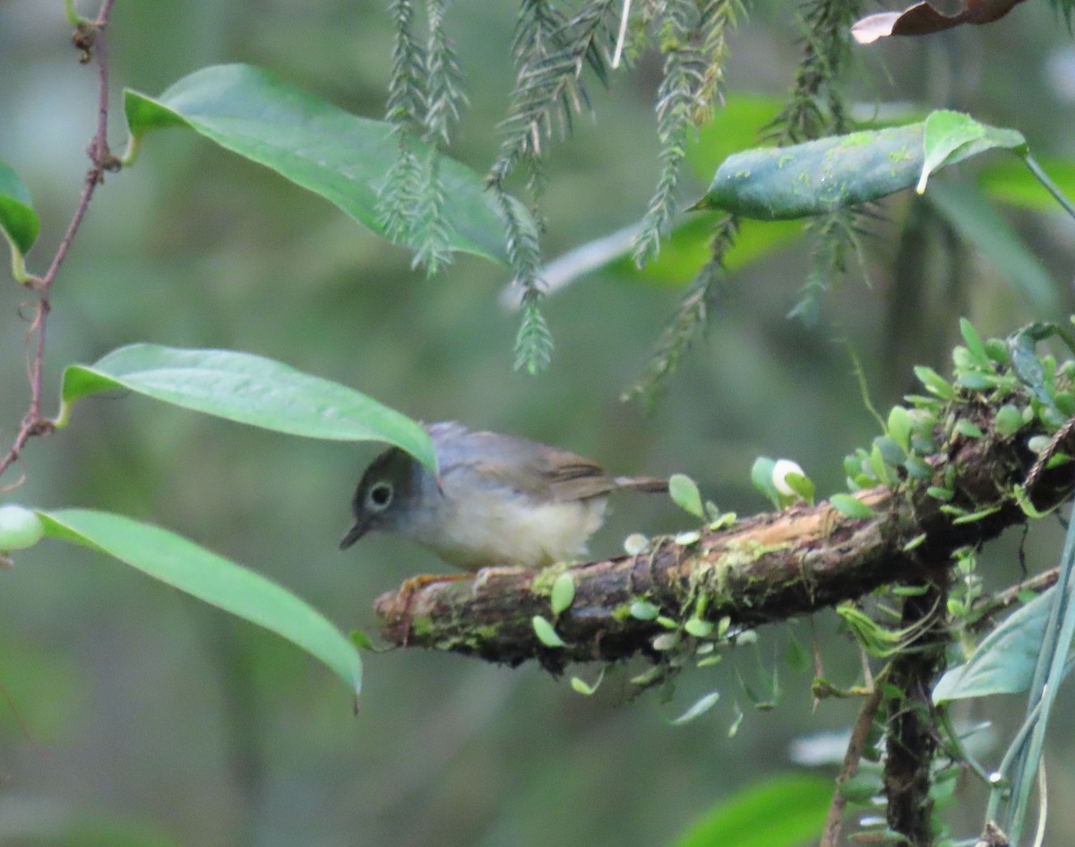 gråhodefulvetta - ML640874821