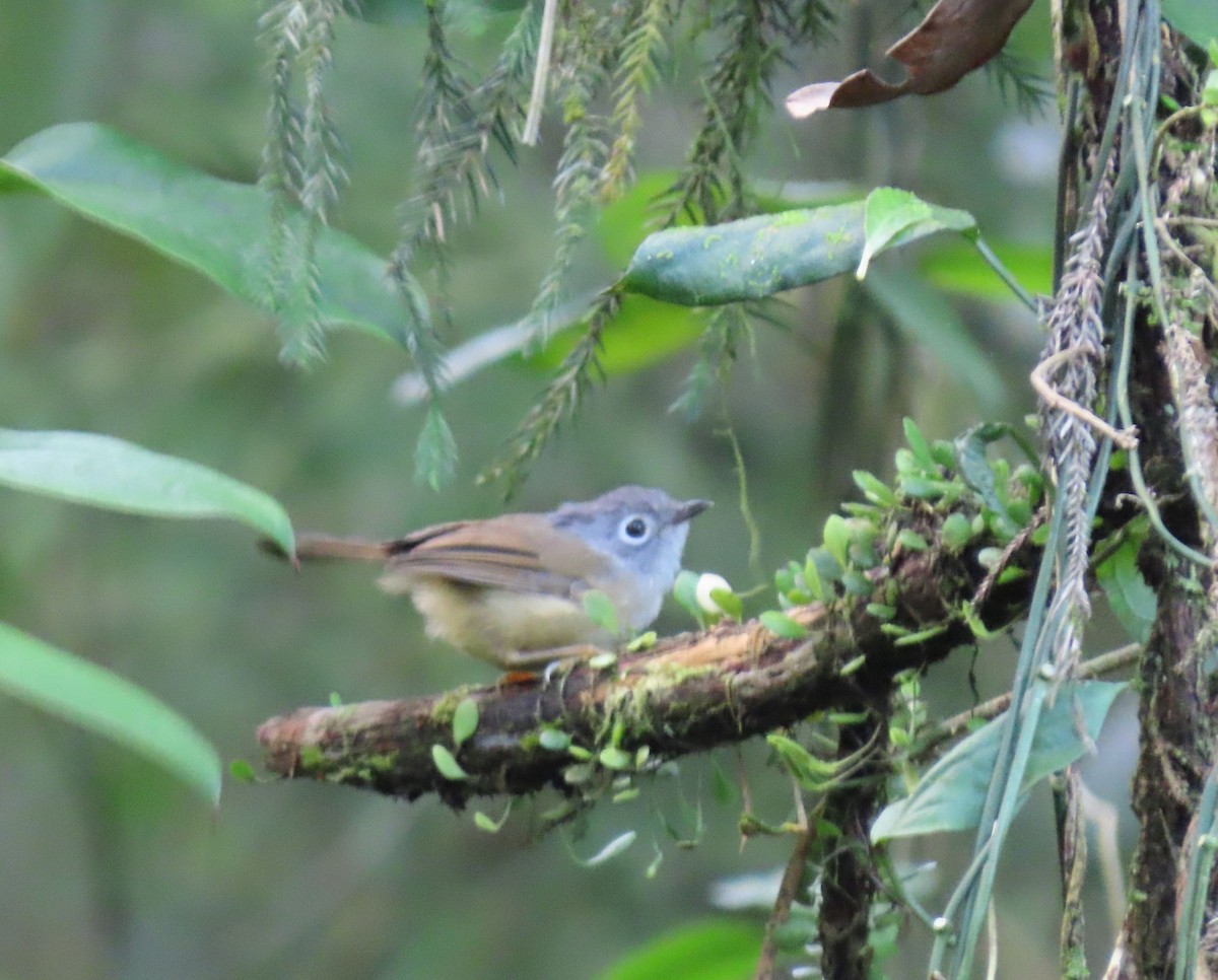 gråhodefulvetta - ML640874823