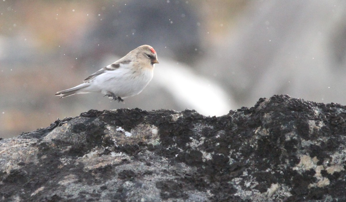 Redpoll (hornemanni) - ML640874827