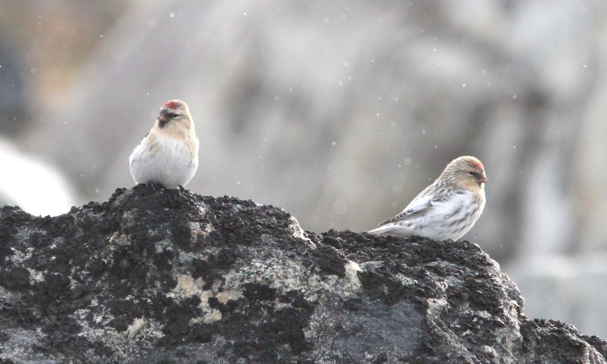 Redpoll (hornemanni) - ML640874830