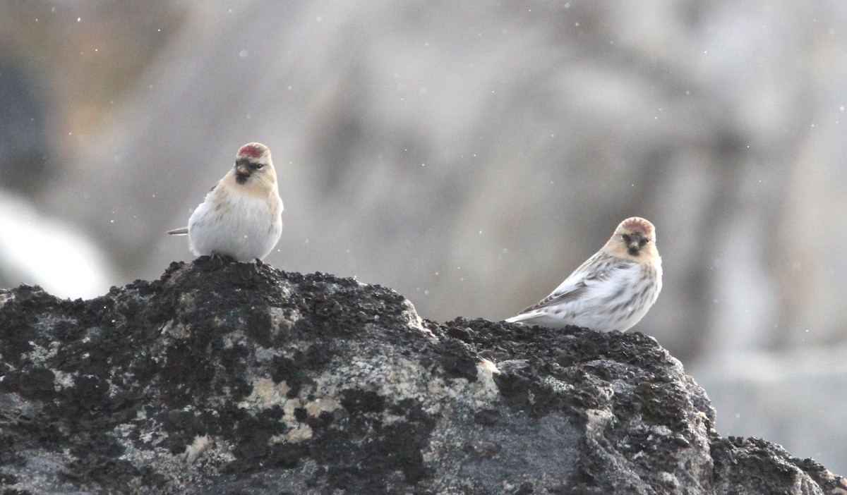 Redpoll (hornemanni) - ML640874845