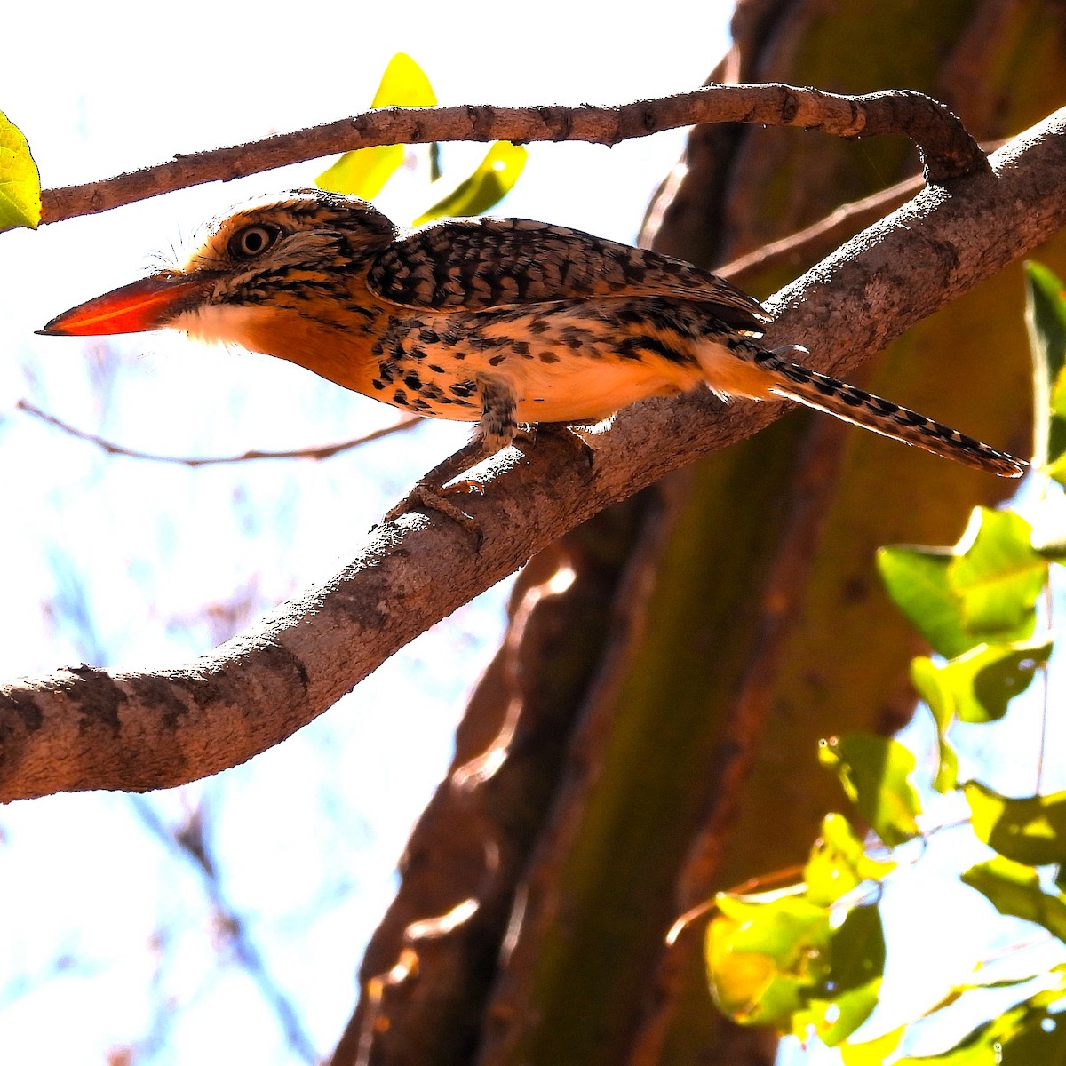 Spot-backed Puffbird - ML640874847