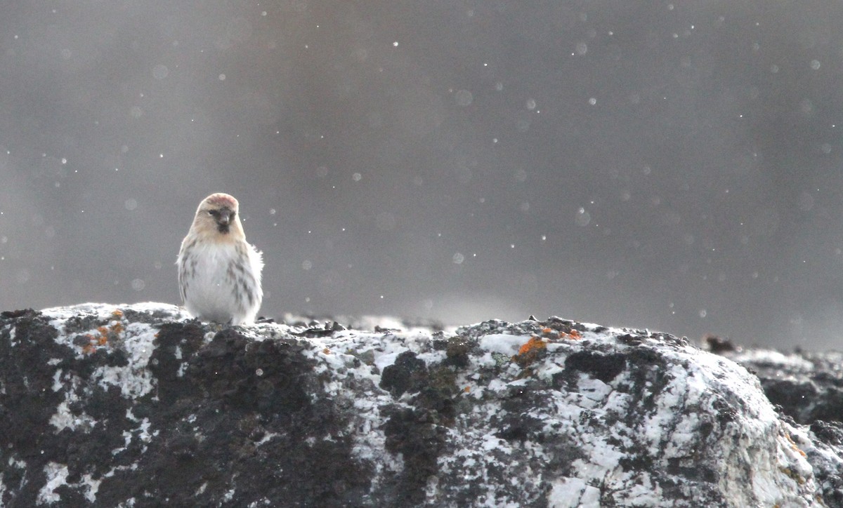 Redpoll (hornemanni) - ML640874848