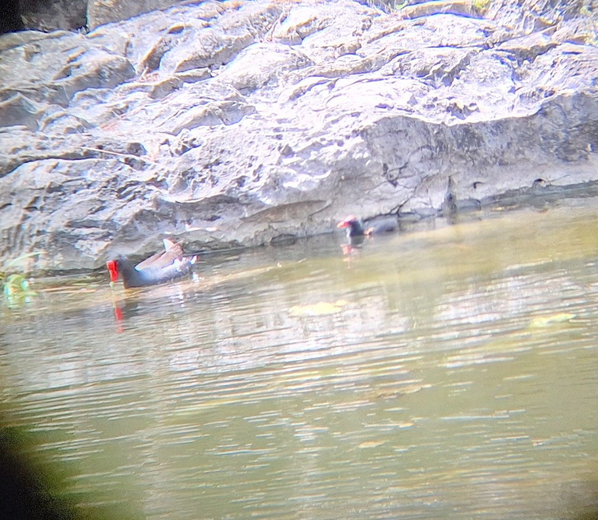 Common Gallinule - ML640874856
