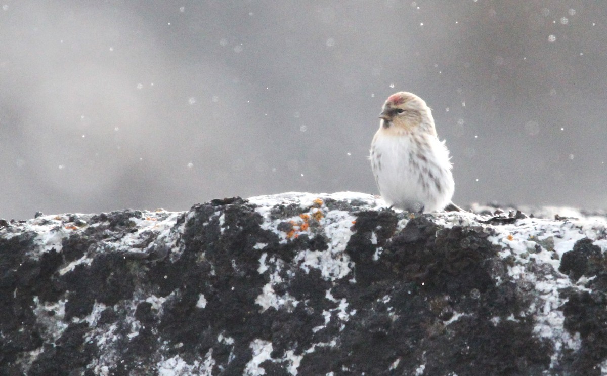 Redpoll (hornemanni) - ML640874857