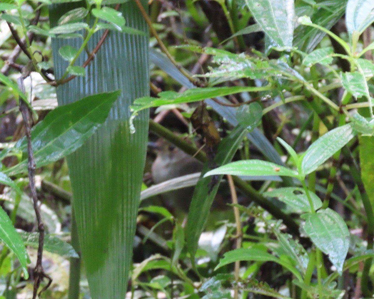 Dusky Fulvetta - ML640874863