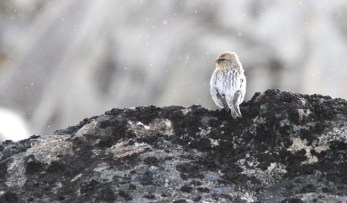 Redpoll (hornemanni) - ML640874865