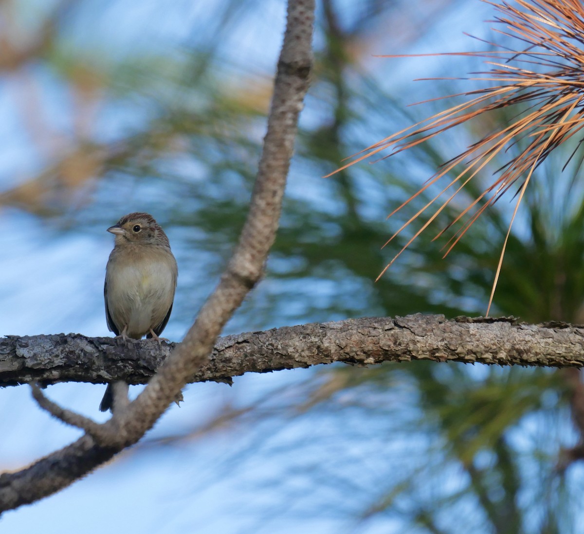 Bachman's Sparrow - ML640874868
