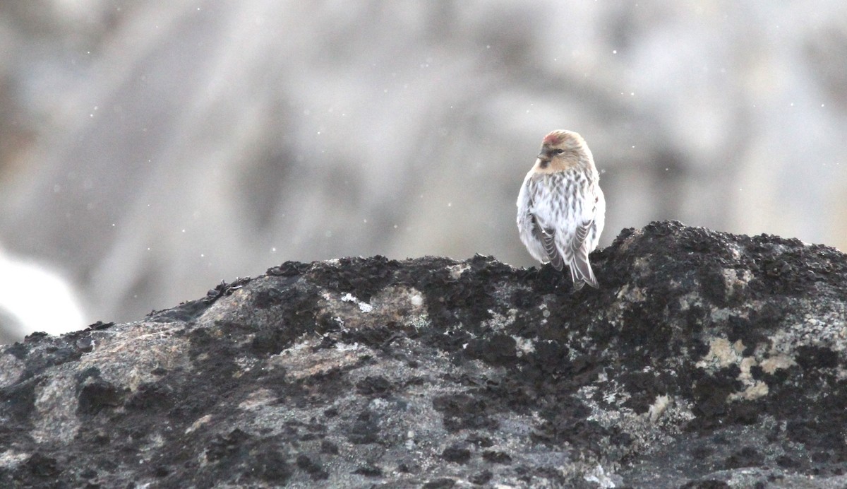 Redpoll (hornemanni) - ML640874869