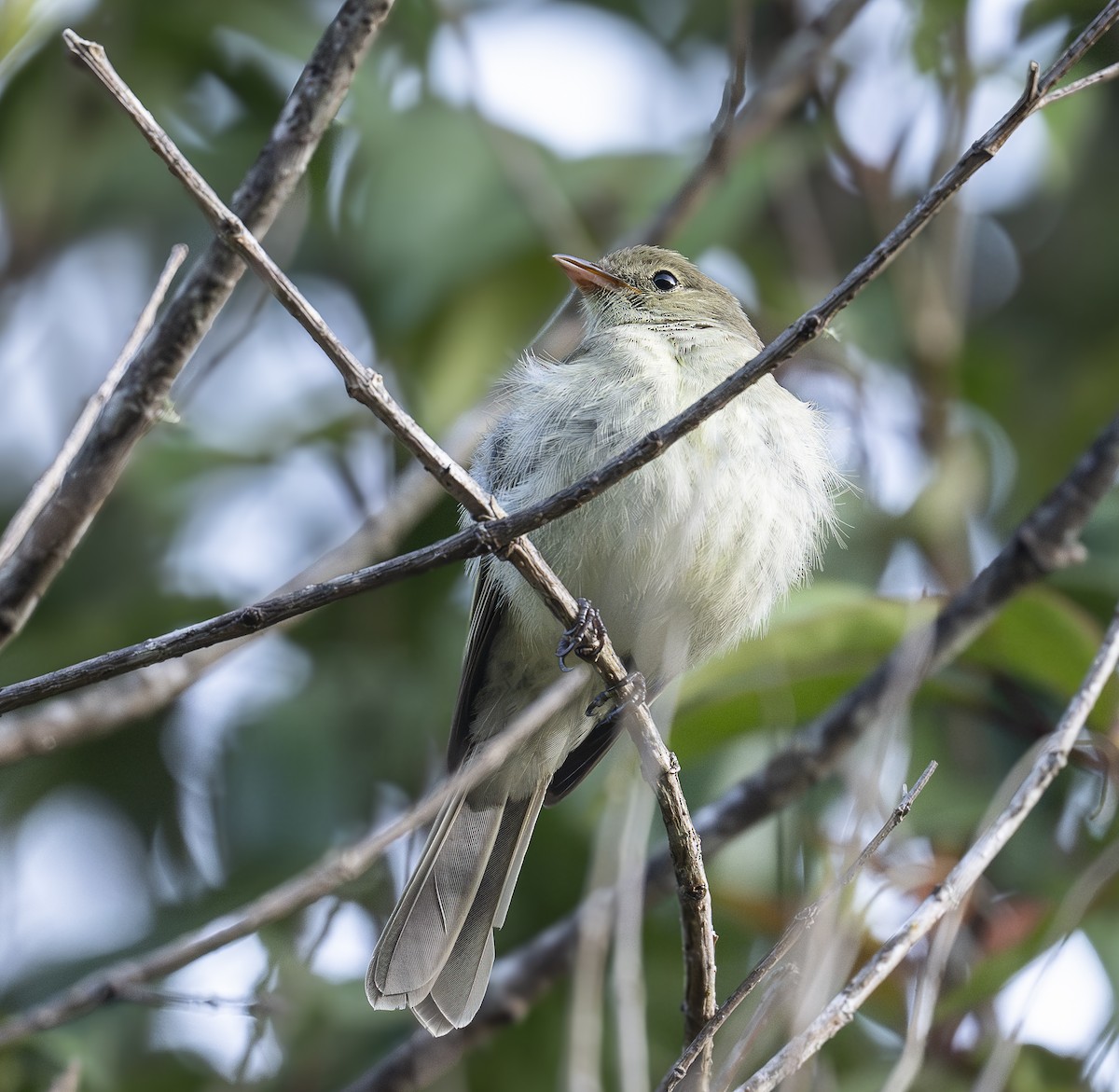 Mountain Elaenia - ML640874878