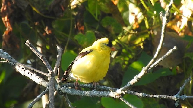 American Goldfinch - ML640874903