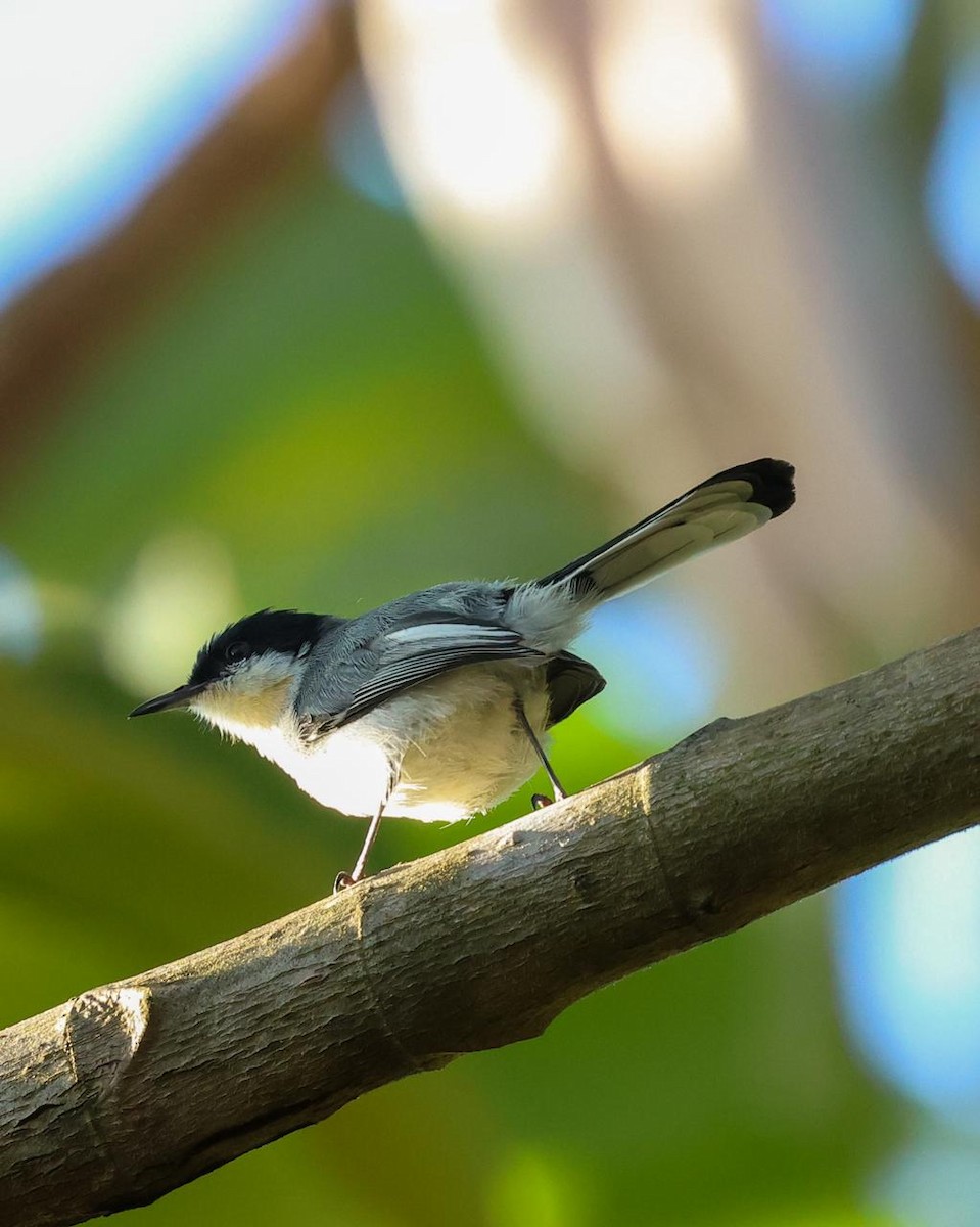 Tropical Gnatcatcher - ML640874969