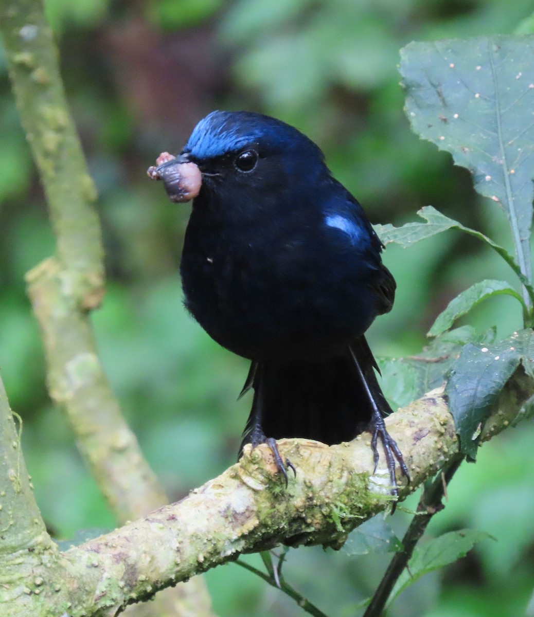 White-tailed Robin - ML640874996