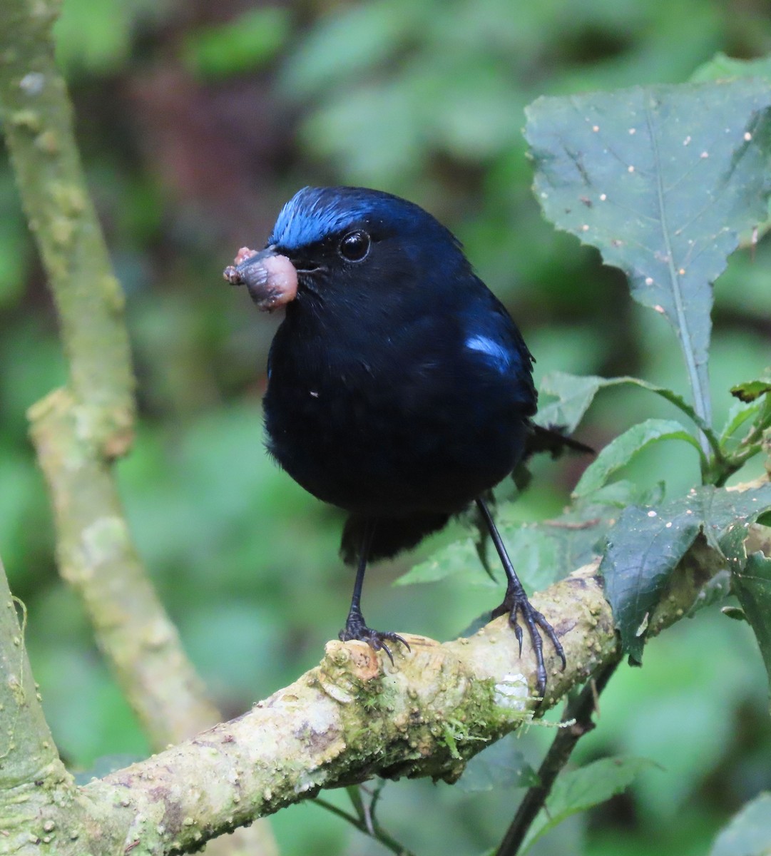 White-tailed Robin - ML640874997