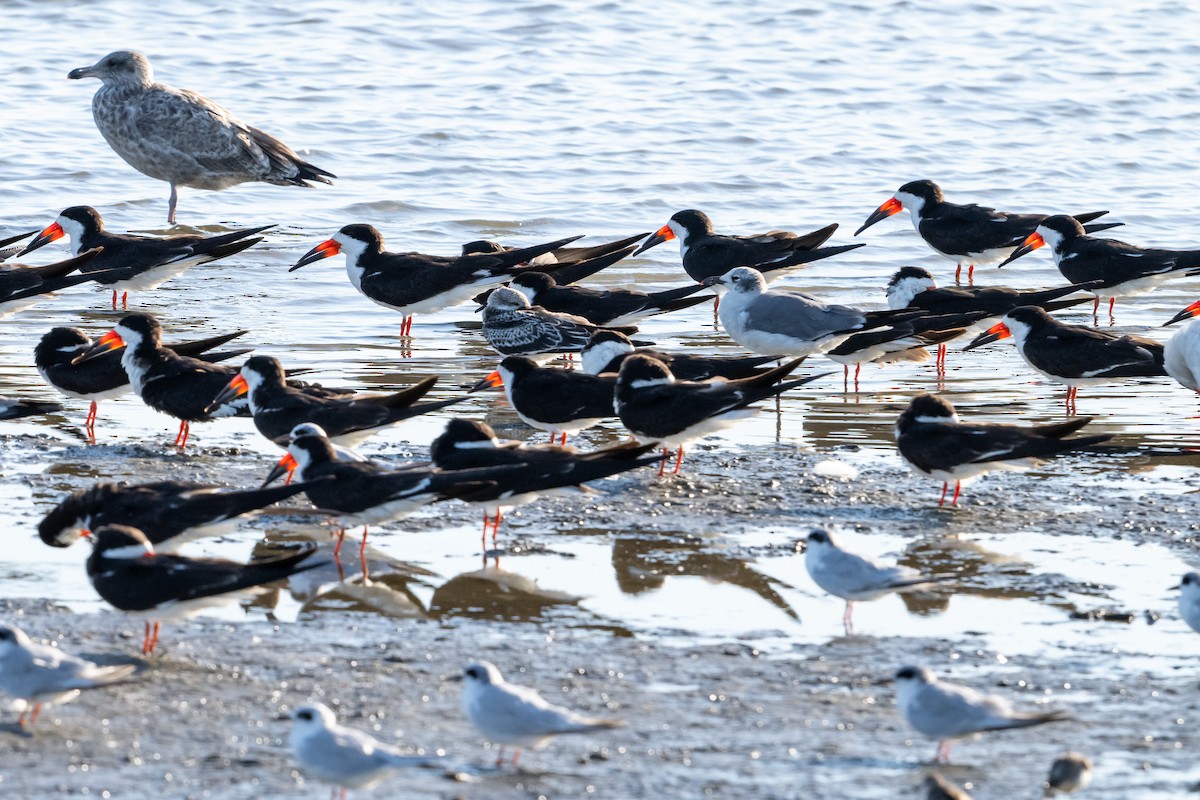 Black Skimmer - ML640875015