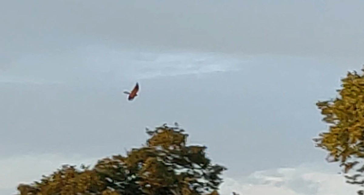 Eurasian Kestrel - ML640875019