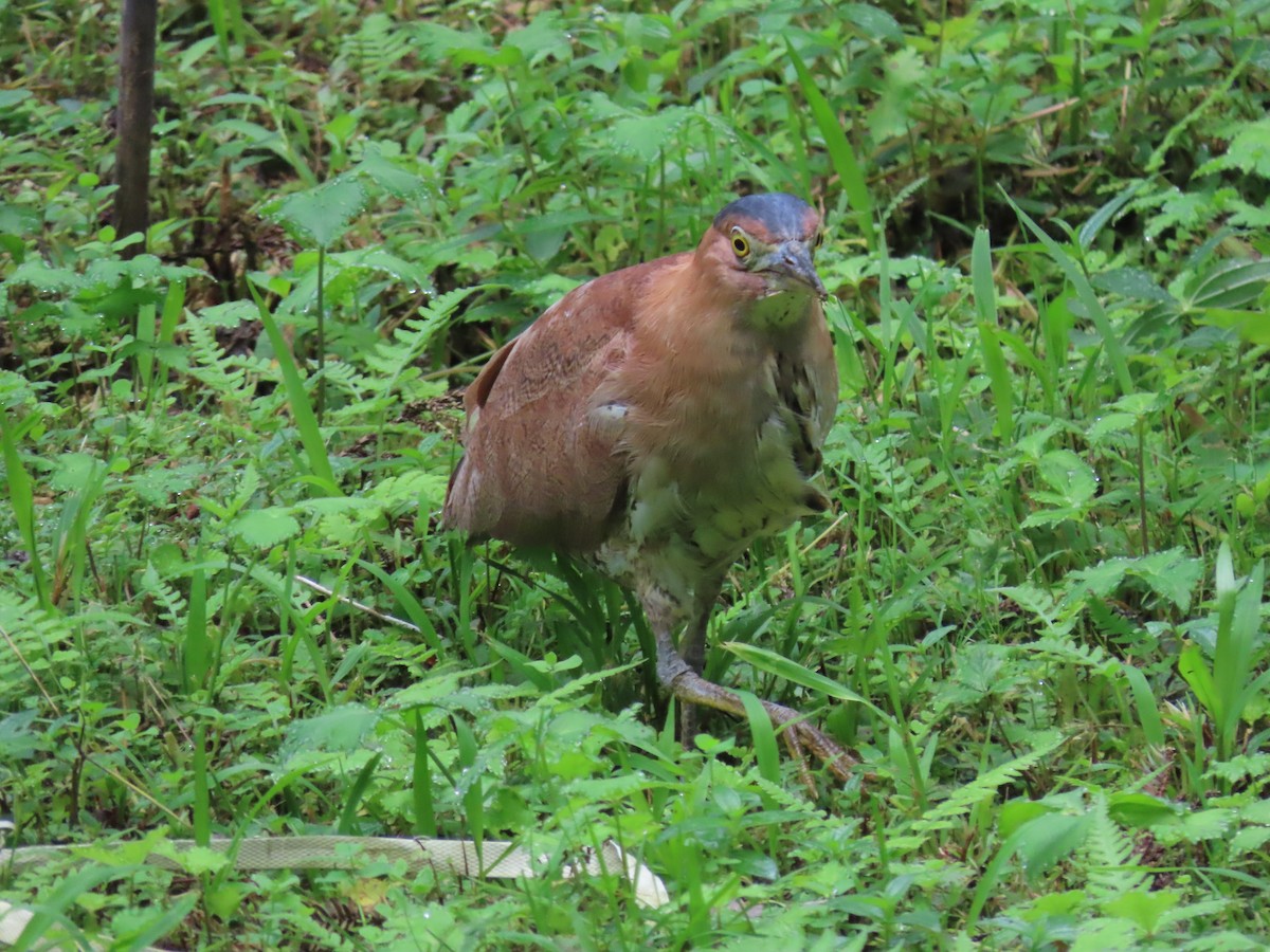 Malayan Night Heron - ML640875026