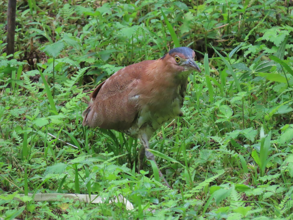 Malayan Night Heron - ML640875027