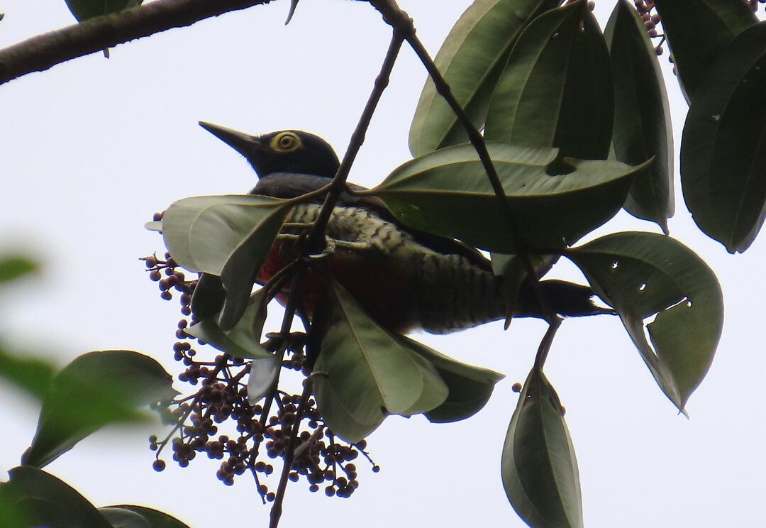 Yellow-tufted Woodpecker - ML640875107