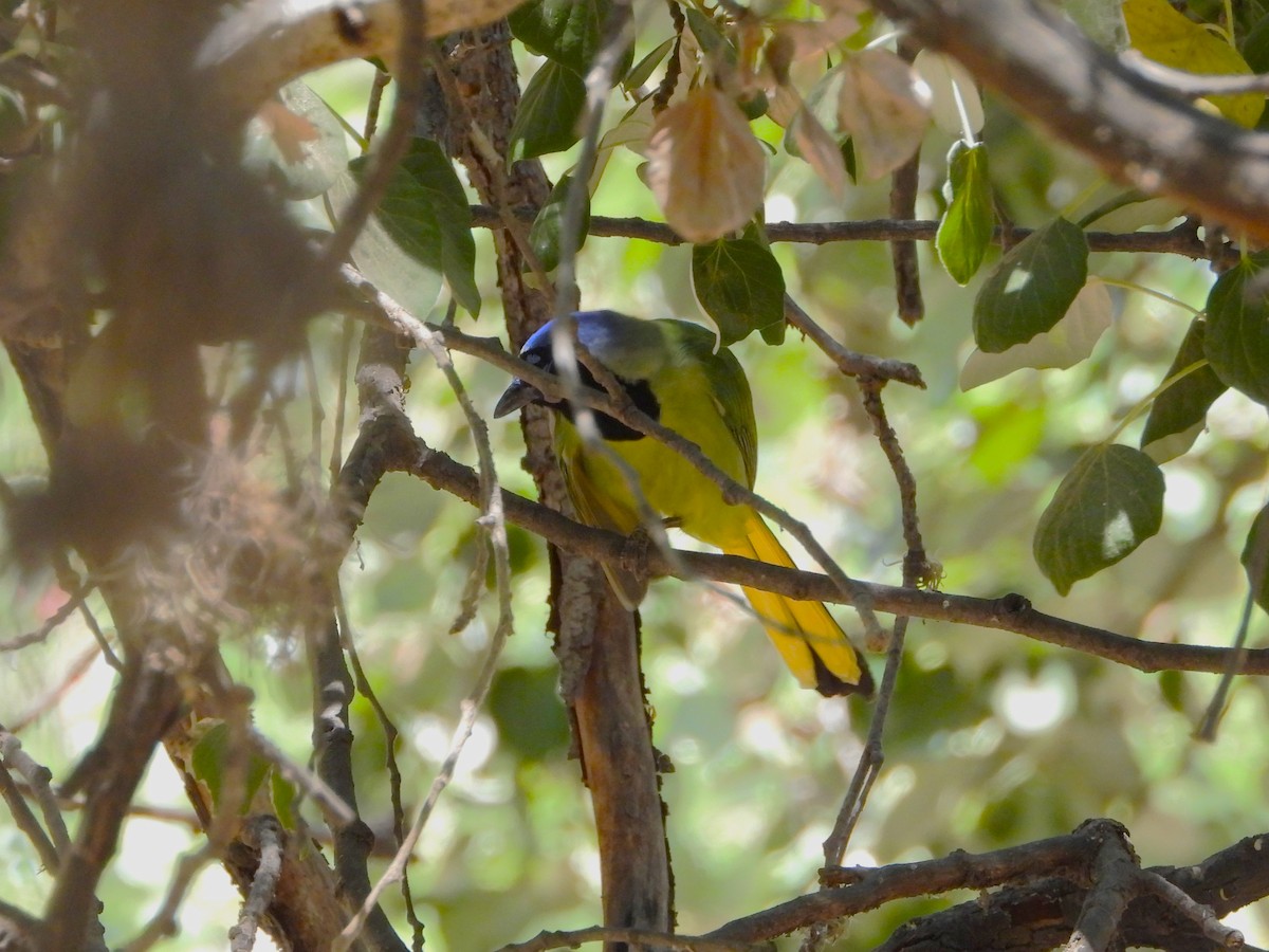 Green Jay - ML640875133