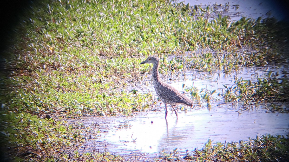 Krabbenreiher - ML640875140