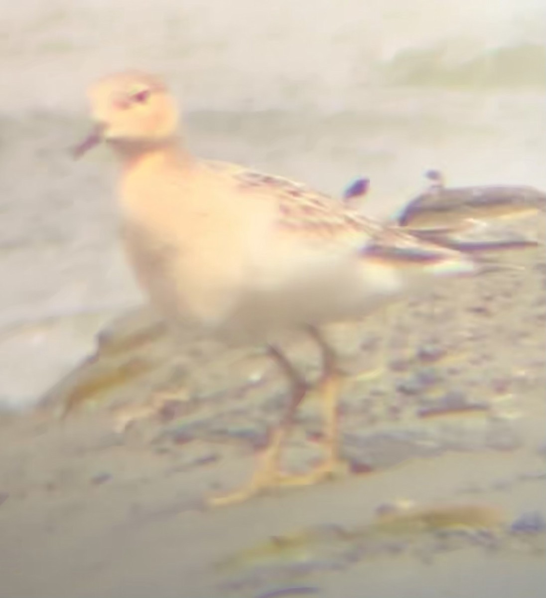 jespák plavý - ML640875166