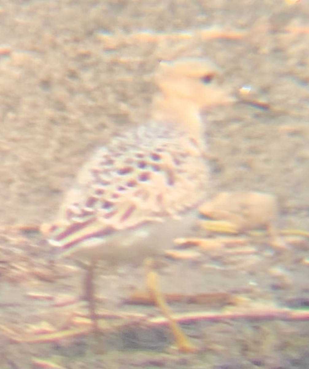 jespák plavý - ML640875167